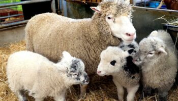 Loire-Atlantique : une jeune agricultrice se fait voler 13 moutons après l’ouverture de sa ferme