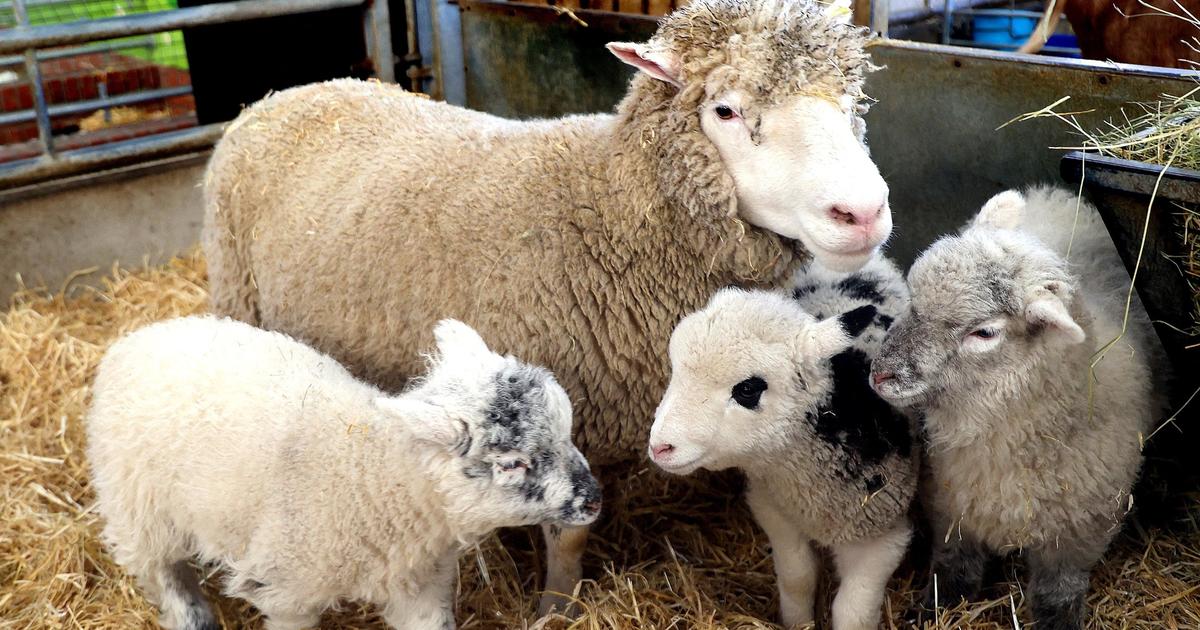 Loire-Atlantique : une jeune agricultrice se fait voler 13 moutons après l’ouverture de sa ferme