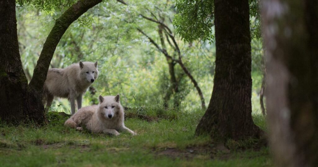 Malgré un nouveau statut de protection, l'impossible débat sur la régulation du loup