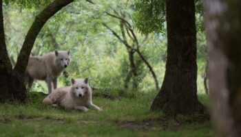 Malgré un nouveau statut de protection, l'impossible débat sur la régulation du loup