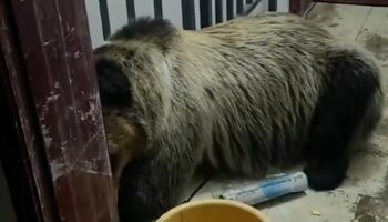 Man wakes up in night to use the toilet - and finds a bear asleep on his landing