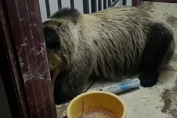 Man wakes up in night to use the toilet - and finds a bear asleep on his landing