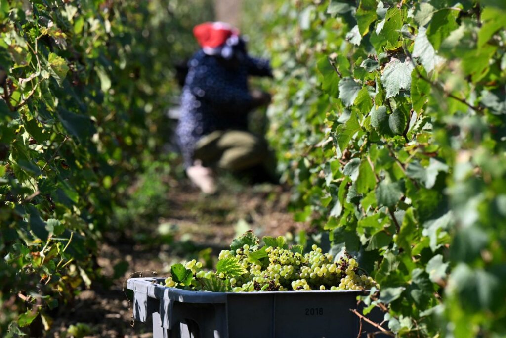 Matières premières : « Le champagne est sur la réserve »