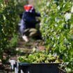 Matières premières : « Le champagne est sur la réserve »