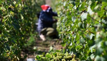 Matières premières : « Le champagne est sur la réserve »