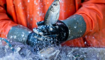 Meere: Gehen der Welt die Fische aus?