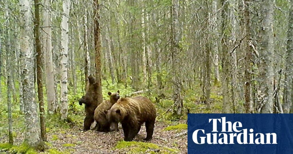 More than fat bears: Alaska trail cams show peeks of animals from lynx to moose