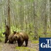 More than fat bears: Alaska trail cams show peeks of animals from lynx to moose