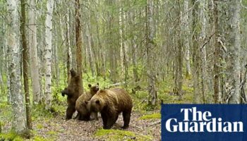 More than fat bears: Alaska trail cams show peeks of animals from lynx to moose