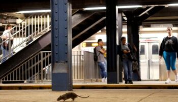 New York City puts problem rats on the contraceptive pill to reduce three million population