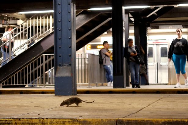 New York City puts problem rats on the contraceptive pill to reduce three million population