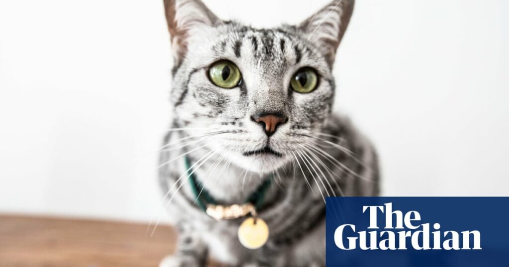 Number of abandoned cats soars by more than 30% in UK