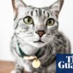 Number of abandoned cats soars by more than 30% in UK