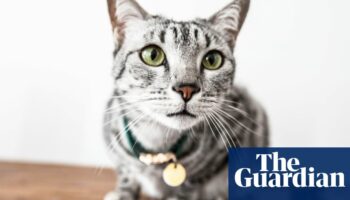 Number of abandoned cats soars by more than 30% in UK