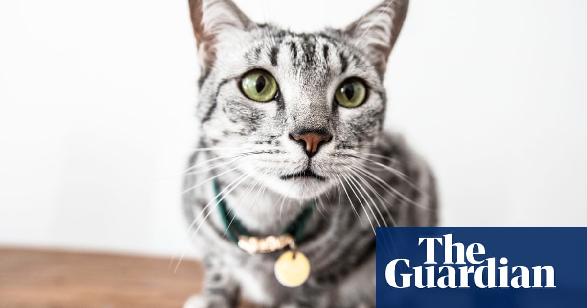 Number of abandoned cats soars by more than 30% in UK