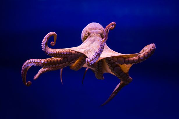 'Octopus is closest we'll come to meeting intelligent alien - but demand for meat threatens them'