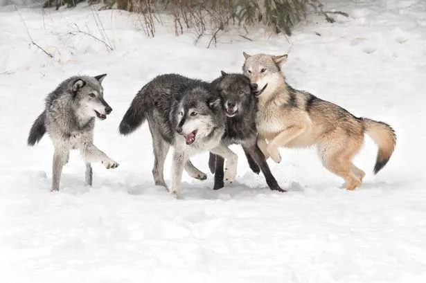 Pack of howling wolves spotted right outside man's window - sparking surprising two-word reaction