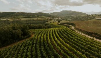 Pandemonium, los vinos espumosos riojanos nacidos en viñedos de montaña