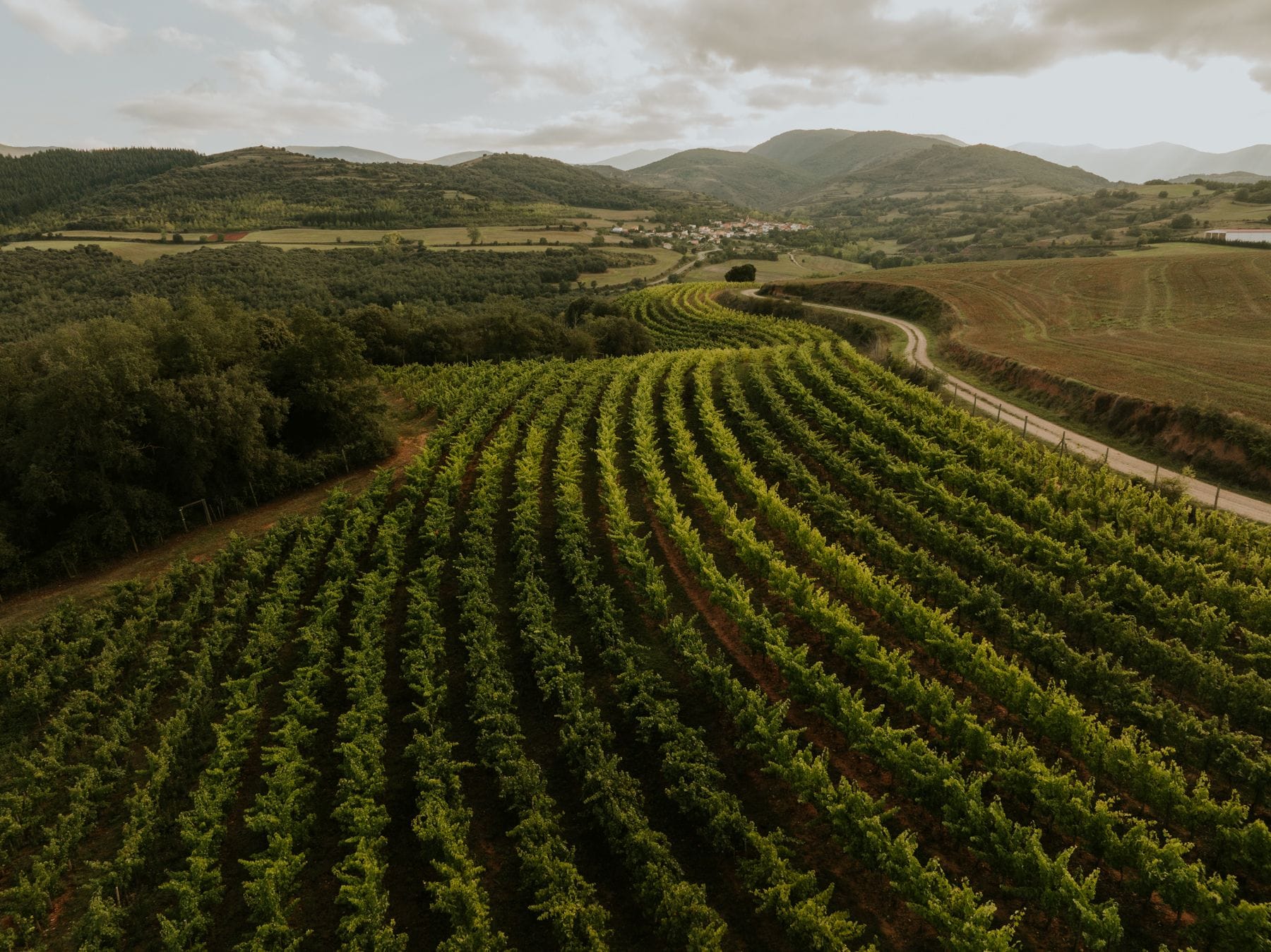 Pandemonium, los vinos espumosos riojanos nacidos en viñedos de montaña