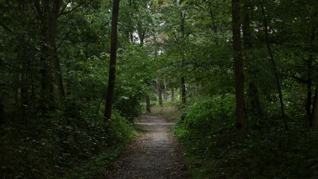 Paris : une joggeuse porte plainte pour une tentative de viol dans le Bois de Boulogne