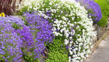 Weiße und blaue Kissenblumen blühen an einer Gartenmauer