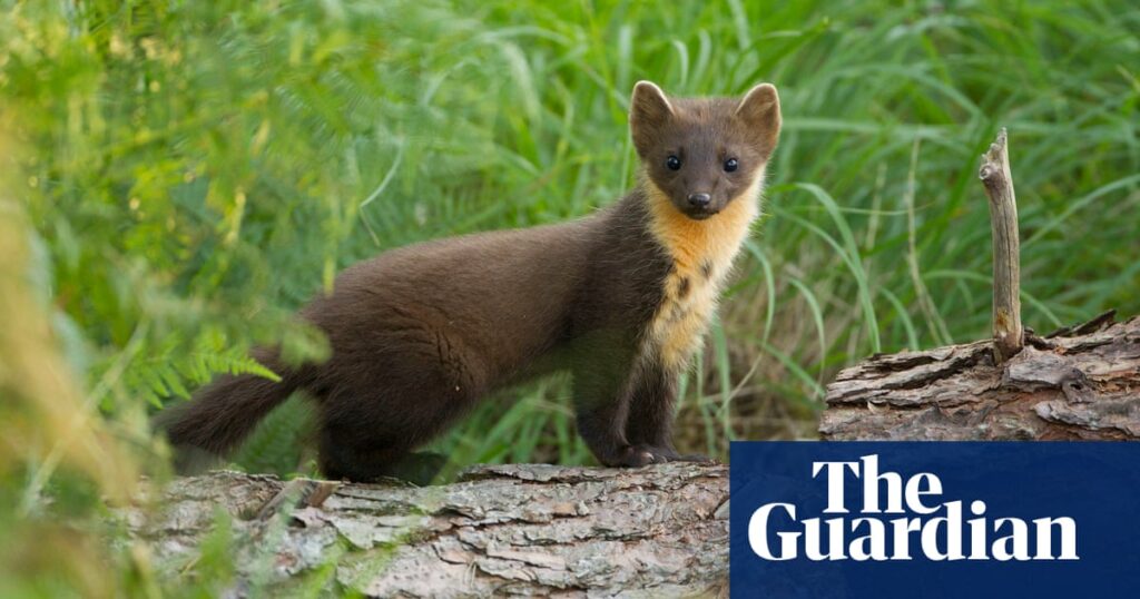 Pine martens return to Dartmoor after 150-year absence