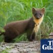 Pine martens return to Dartmoor after 150-year absence