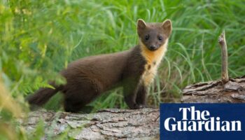 Pine martens return to Dartmoor after 150-year absence