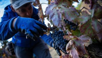 Portugal: La crise du vin de Porto frappe les viticulteurs