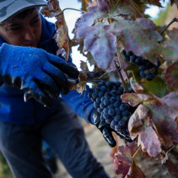 Portugal: La crise du vin de Porto frappe les viticulteurs