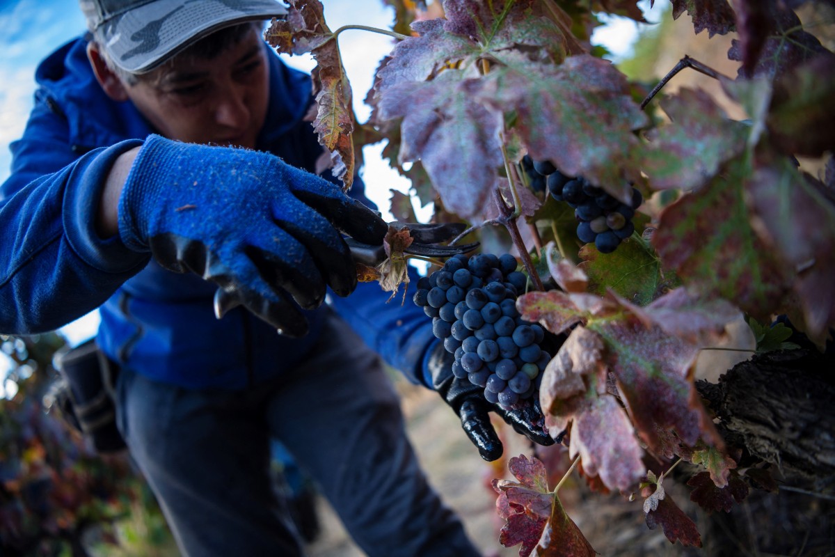 Portugal: La crise du vin de Porto frappe les viticulteurs