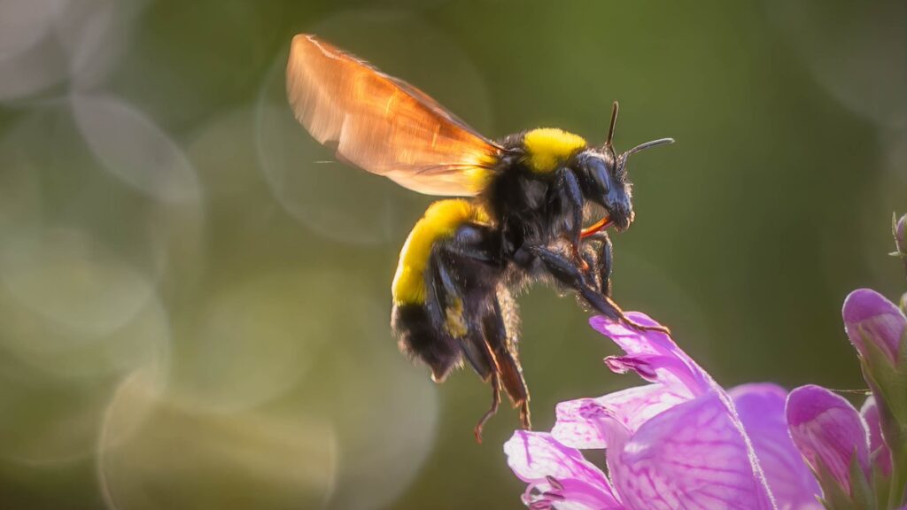 Pour hiberner, les bourdons préfèrent une terre pleine de pesticides