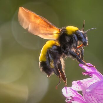 Pour hiberner, les bourdons préfèrent une terre pleine de pesticides