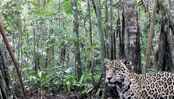 Pour sauvegarder ses jaguars, la Colombie met en place des « couloirs de protection »