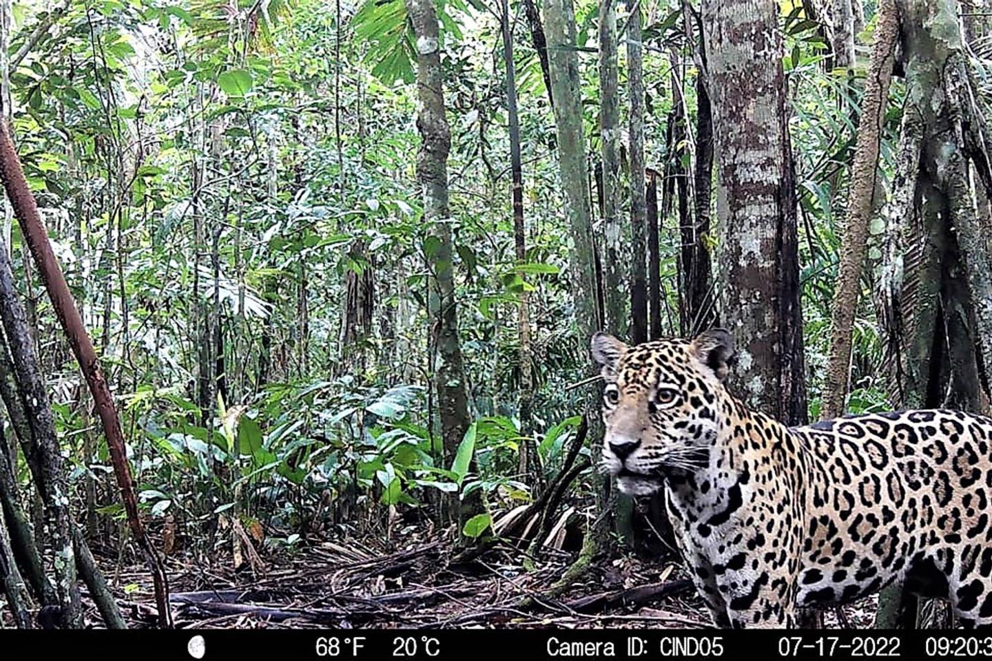 Pour sauvegarder ses jaguars, la Colombie met en place des « couloirs de protection »