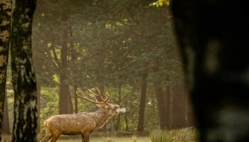 Quand vient l’automne : en forêt ou au bord de l’eau, cinq activités nature et familiales