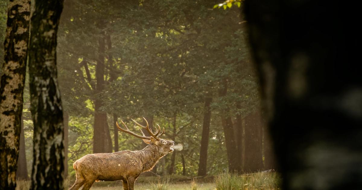 Quand vient l’automne : en forêt ou au bord de l’eau, cinq activités nature et familiales