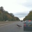 Rambouillet : un chien de chasse à courre provoque un accident sur la N10