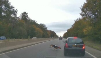 Rambouillet : un chien de chasse à courre provoque un accident sur la N10