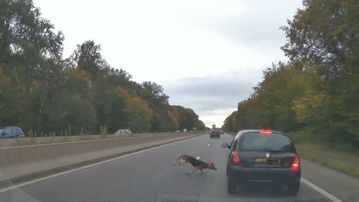 Rambouillet : un chien de chasse à courre provoque un accident sur la N10