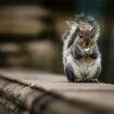 Rats and 'fire-starting squirrels' set to invade Britain's homes to avoid winter freeze