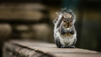 Rats and 'fire-starting squirrels' set to invade Britain's homes to avoid winter freeze