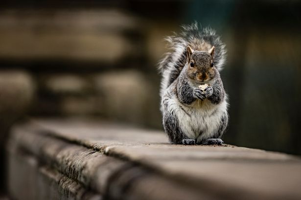 Rats and 'fire-starting squirrels' set to invade Britain's homes to avoid winter freeze