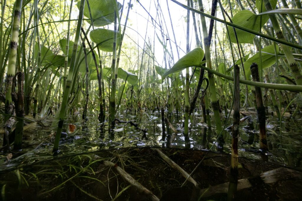 « Restaurer les tourbières, c’est participer à moindre coût à atténuer le changement climatique »