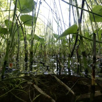 « Restaurer les tourbières, c’est participer à moindre coût à atténuer le changement climatique »