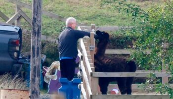 Road rage killer Kenneth Noye spotted tending to pet alpaca