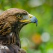 Rogue gamekeepers killing birds of prey, says RSPB