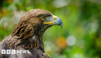 Rogue gamekeepers killing birds of prey, says RSPB