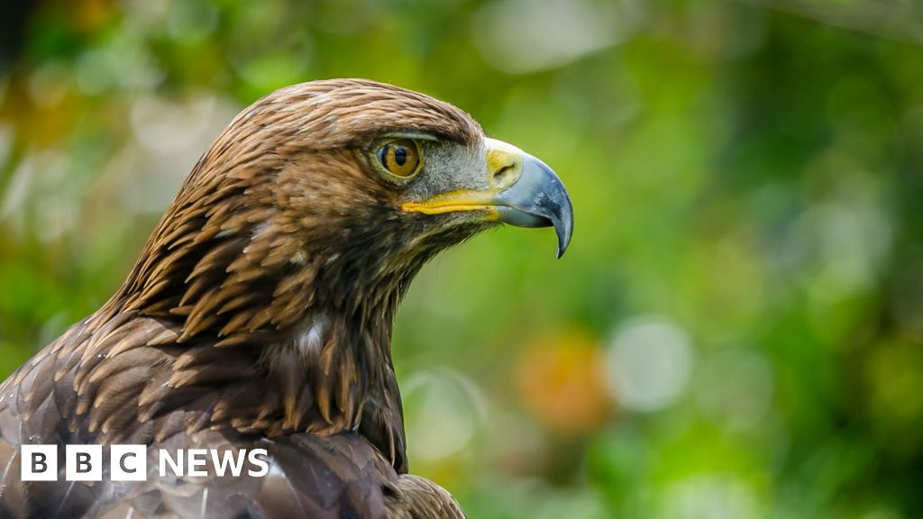 Rogue gamekeepers killing birds of prey, says RSPB