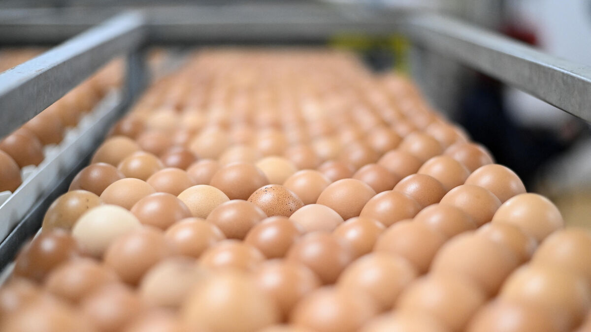 Salmonelle : comment une mousse au chocolat suspecte a entraîné le rappel de trois millions d’œufs